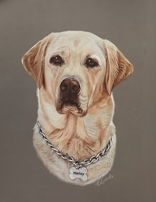 Hand-drawn pet portrait of a labrador