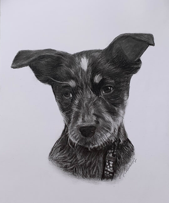 Pencil pet portrait of a puppy
