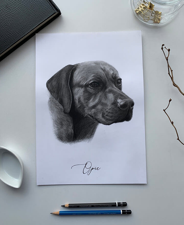 pencil drawing of dog