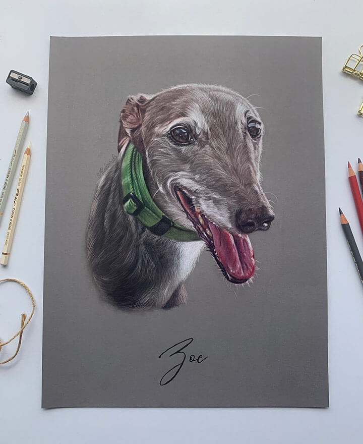 Greyhound portrait drawing
