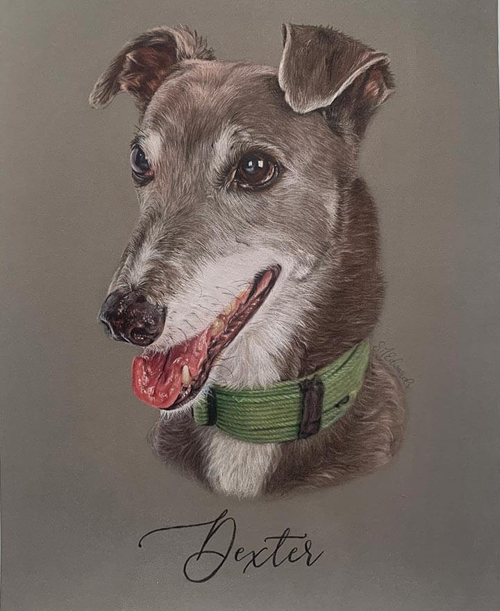 greyhound animal drawing