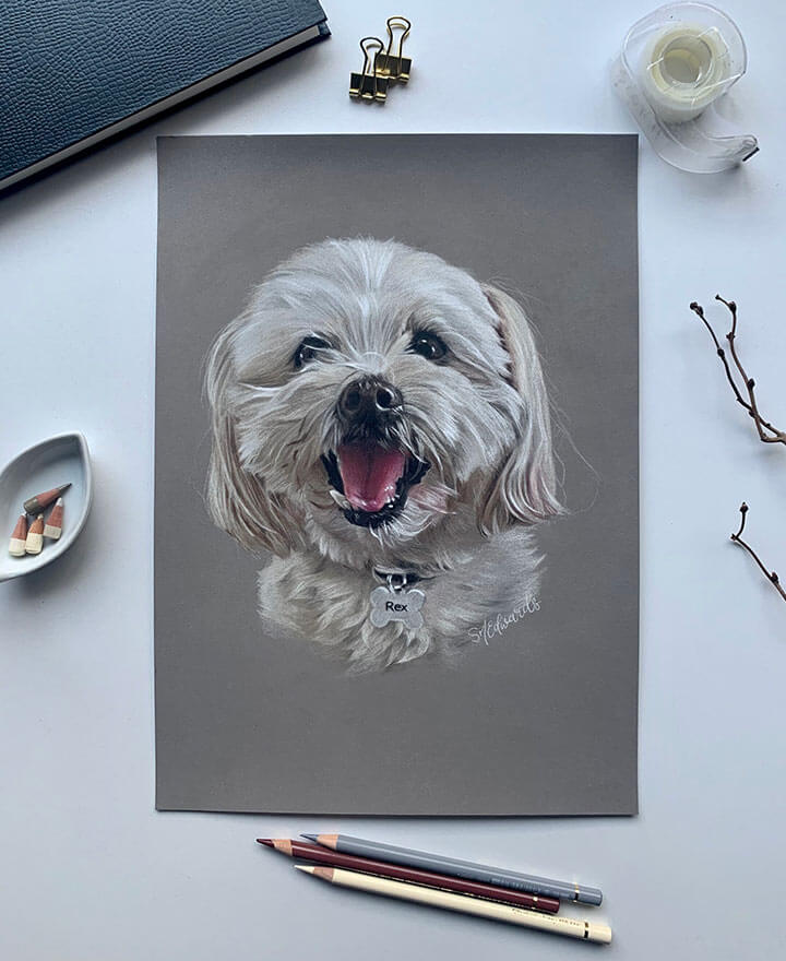 Portrait drawing of a shih tzu dog